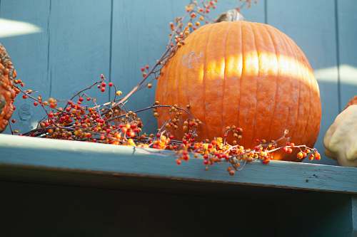 massachusetts orange pumpkin on blue shelf citrus fruit